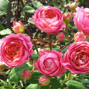 Trandafir cu parfum discret - Amandine Chanel
